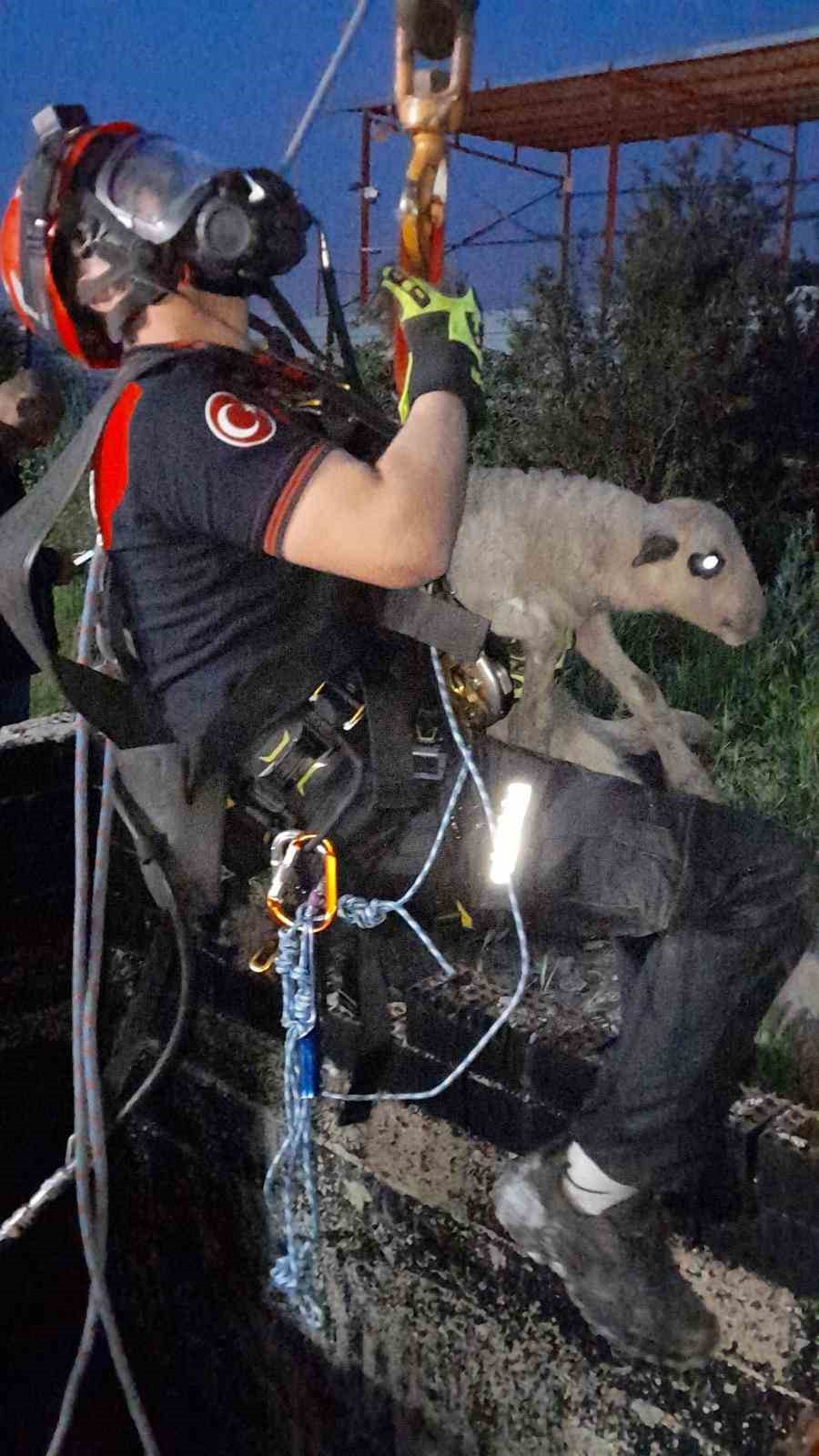 İzmir’de kuyuya düşen kuzuya itfaiyeden nefes kesen kurtarma
