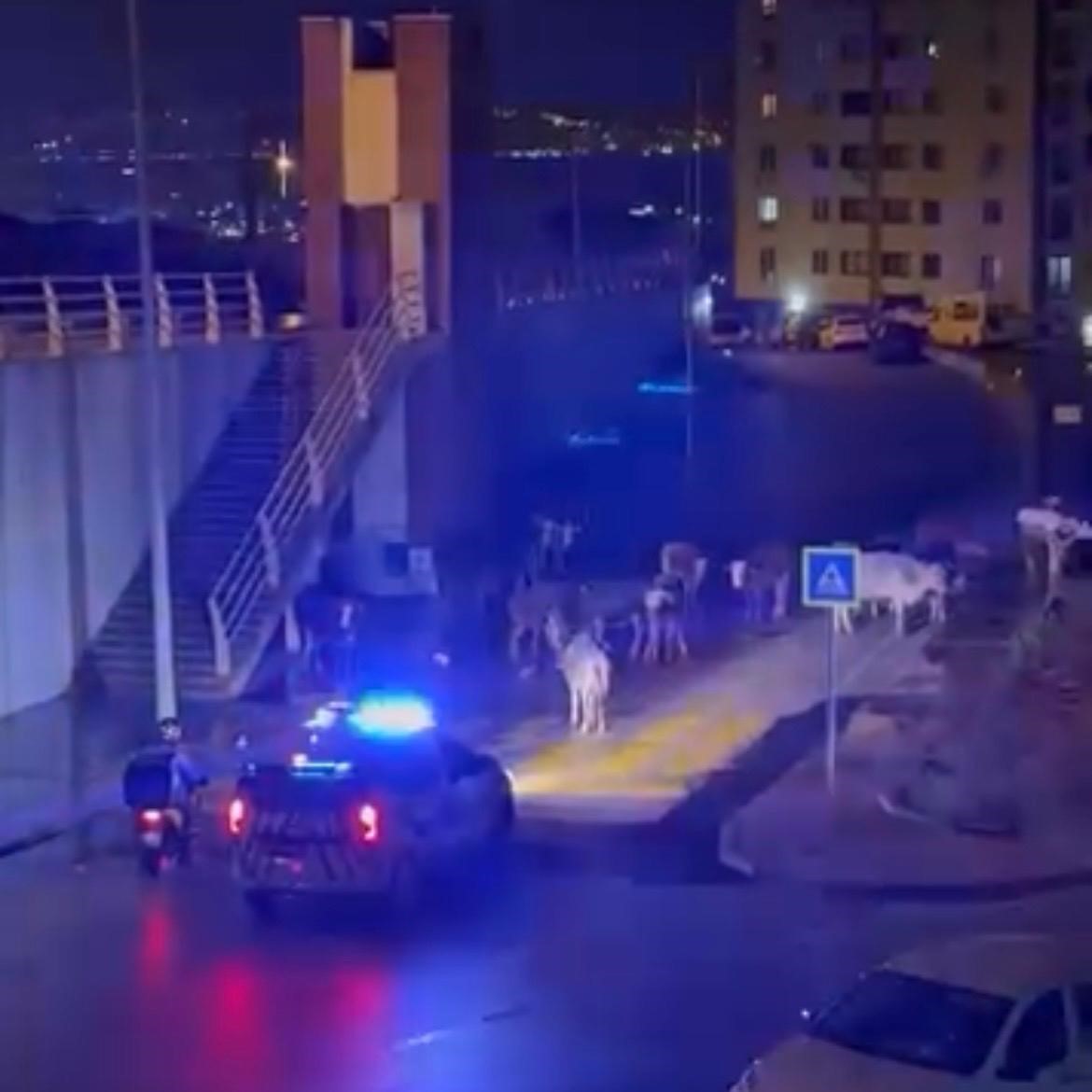 İzmir’de polisin "İnekler dağılın" anonsu gülümsetti
