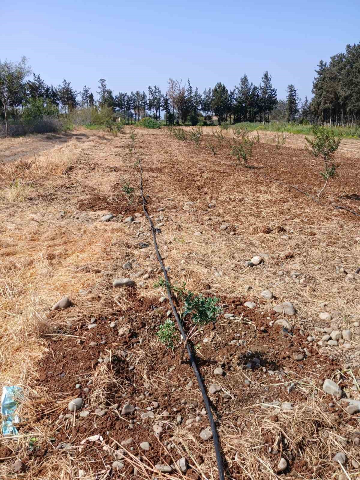 İzmir’in damla sakızı KKTC’de toprakla buluştu
