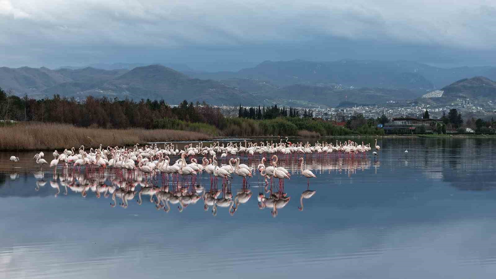 İzmit Körfezi’nde allı turna güzelliği
