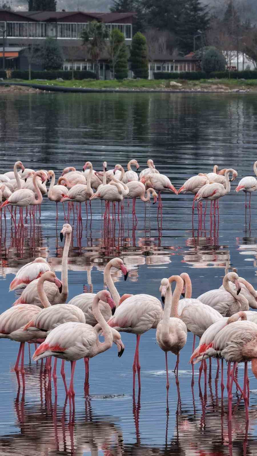 İzmit Körfezi’nde allı turna güzelliği
