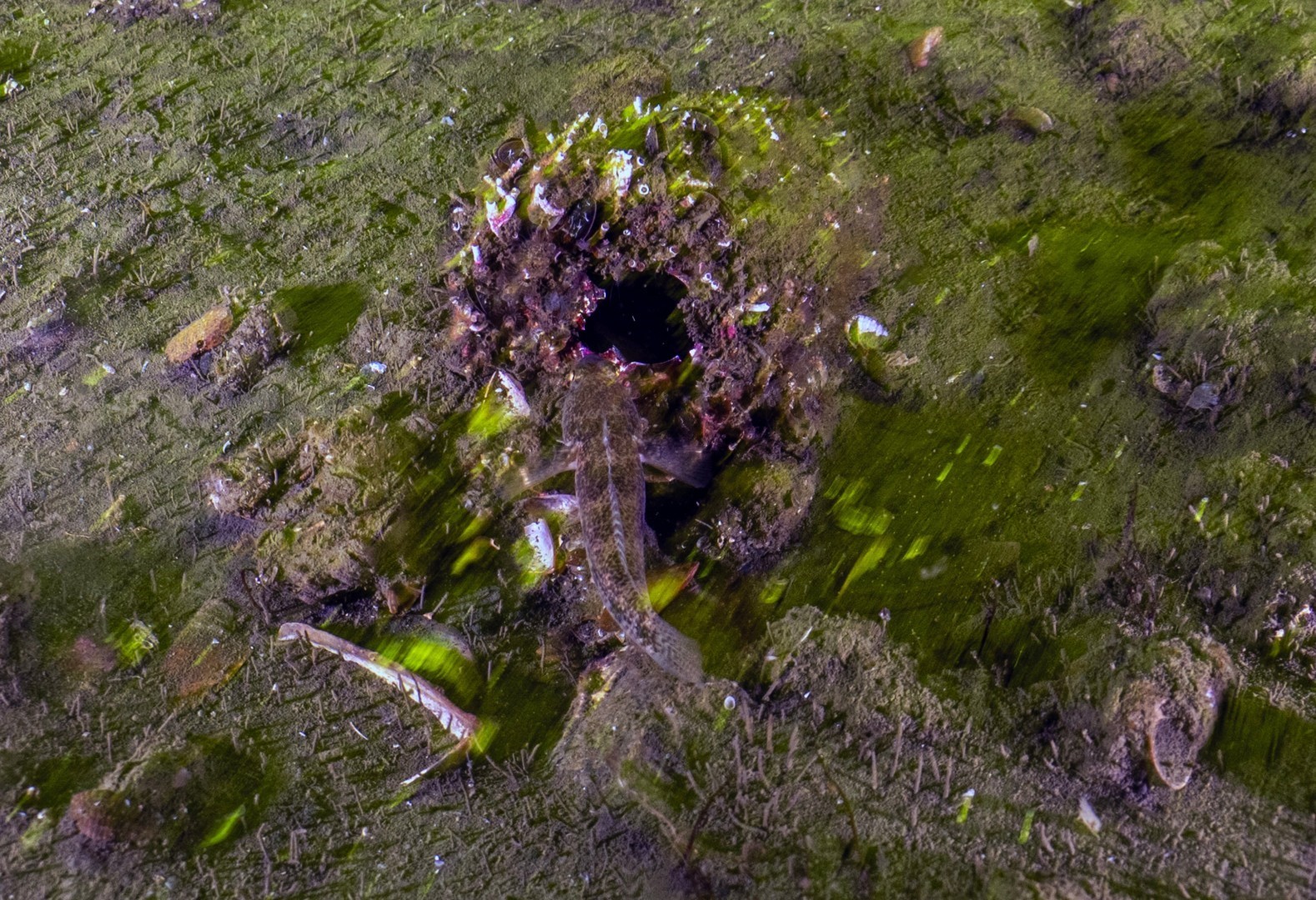 İzmit Körfezi’nden 1 milyon 750 bin metreküp dip çamuru temizlendi
