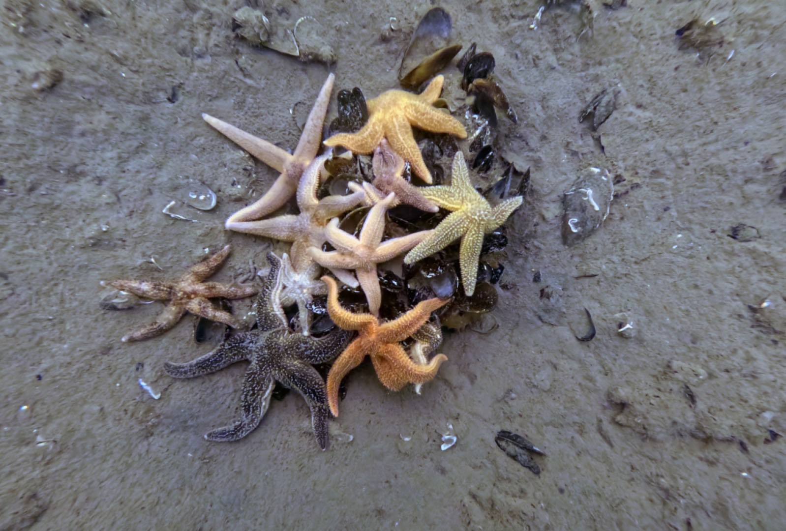 İzmit Körfezi’nden 1,8 milyon metreküp çamur çıkarıldı, deniz canlıları geri döndü
