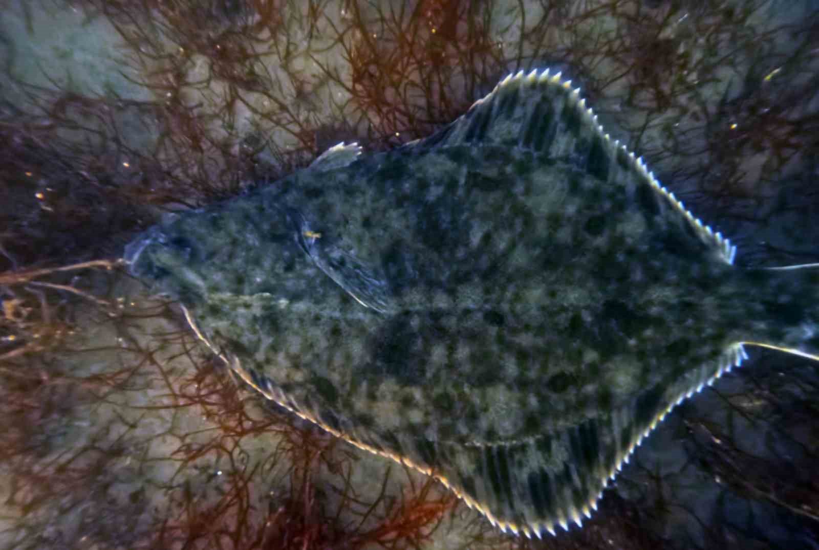 İzmit Körfezi’nden 1,8 milyon metreküp çamur çıkarıldı, deniz canlıları geri döndü
