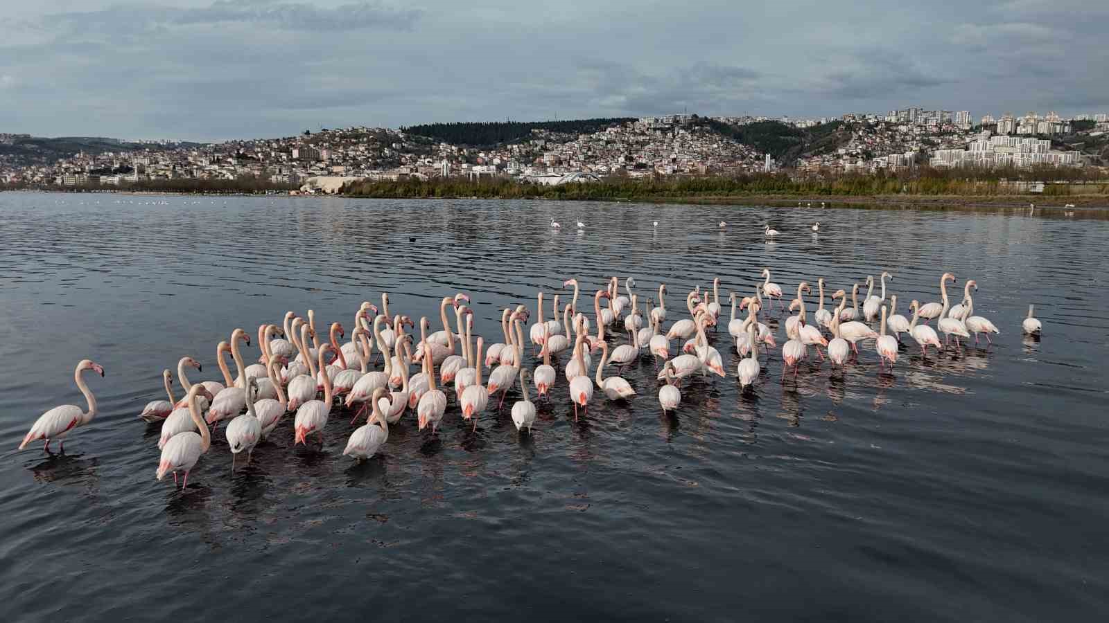 İzmit Körfezi’ne flamingo akını, sayıları katlandı
