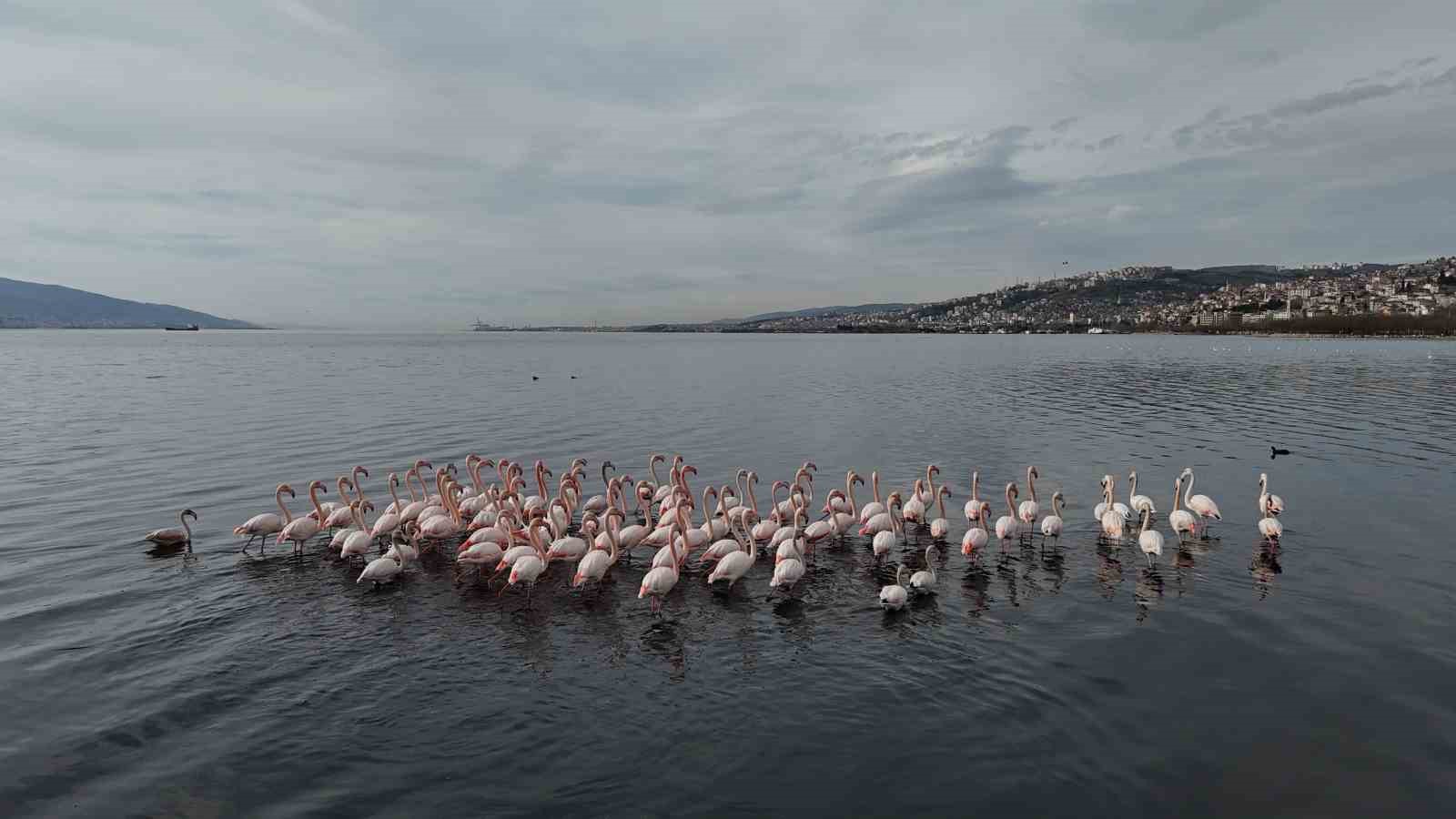 İzmit Körfezi’ne flamingo akını, sayıları katlandı

