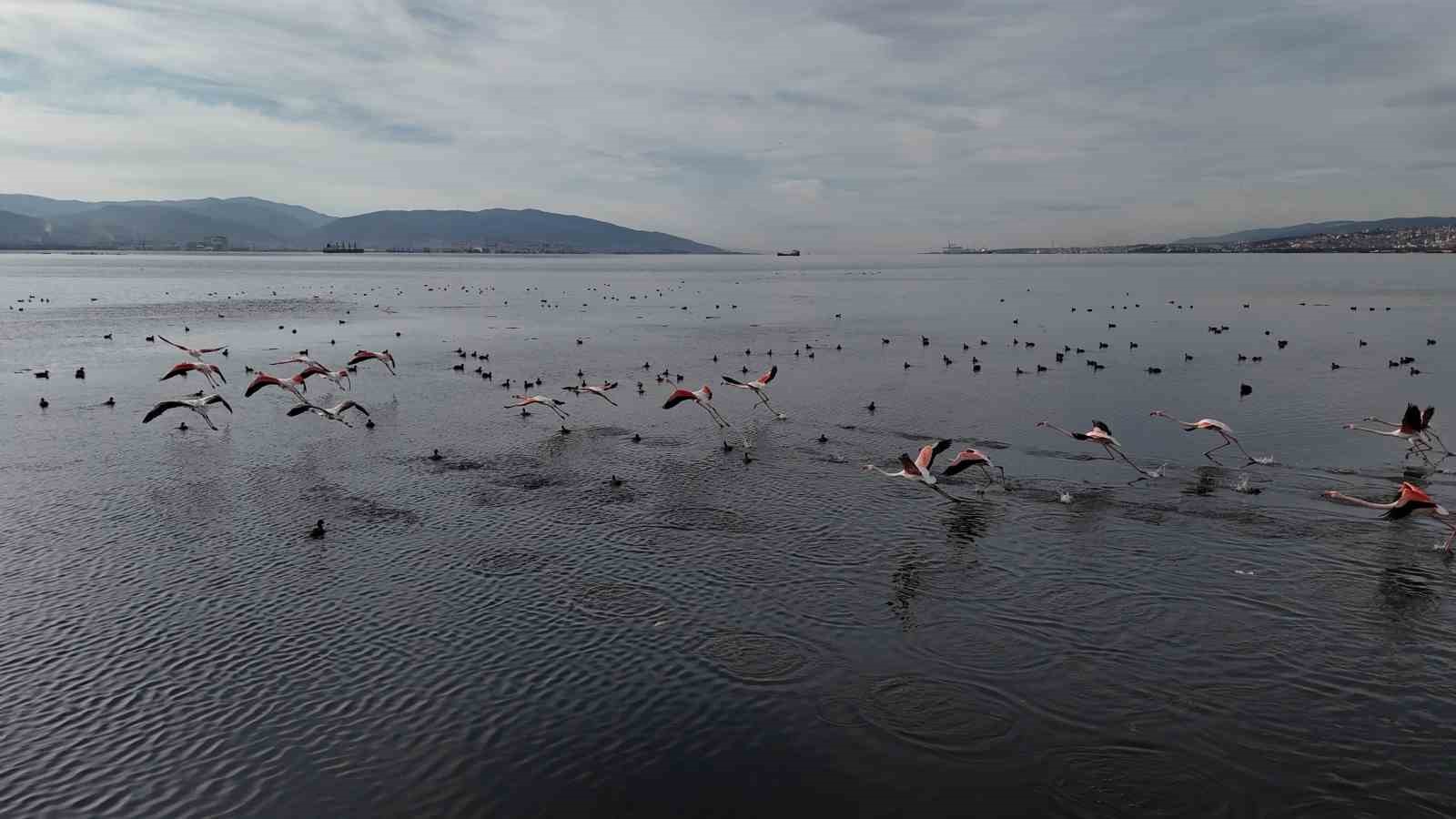 İzmit Körfezi’ne flamingo akını, sayıları katlandı

