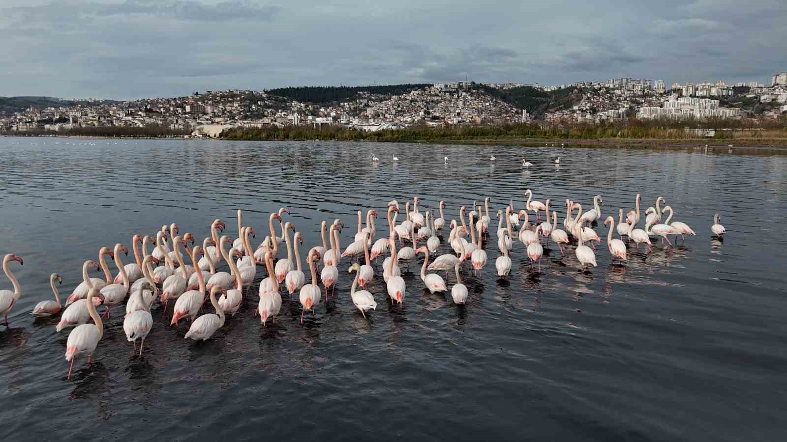 İzmit Körfezi’ne flamingo akını, sayıları katlandı
