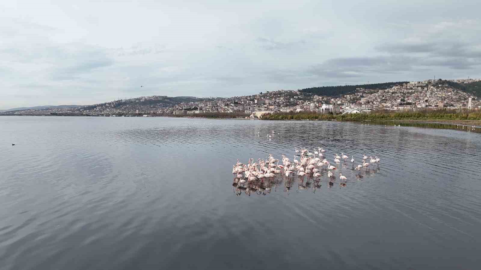 İzmit Körfezi’ne flamingo akını, sayıları katlandı
