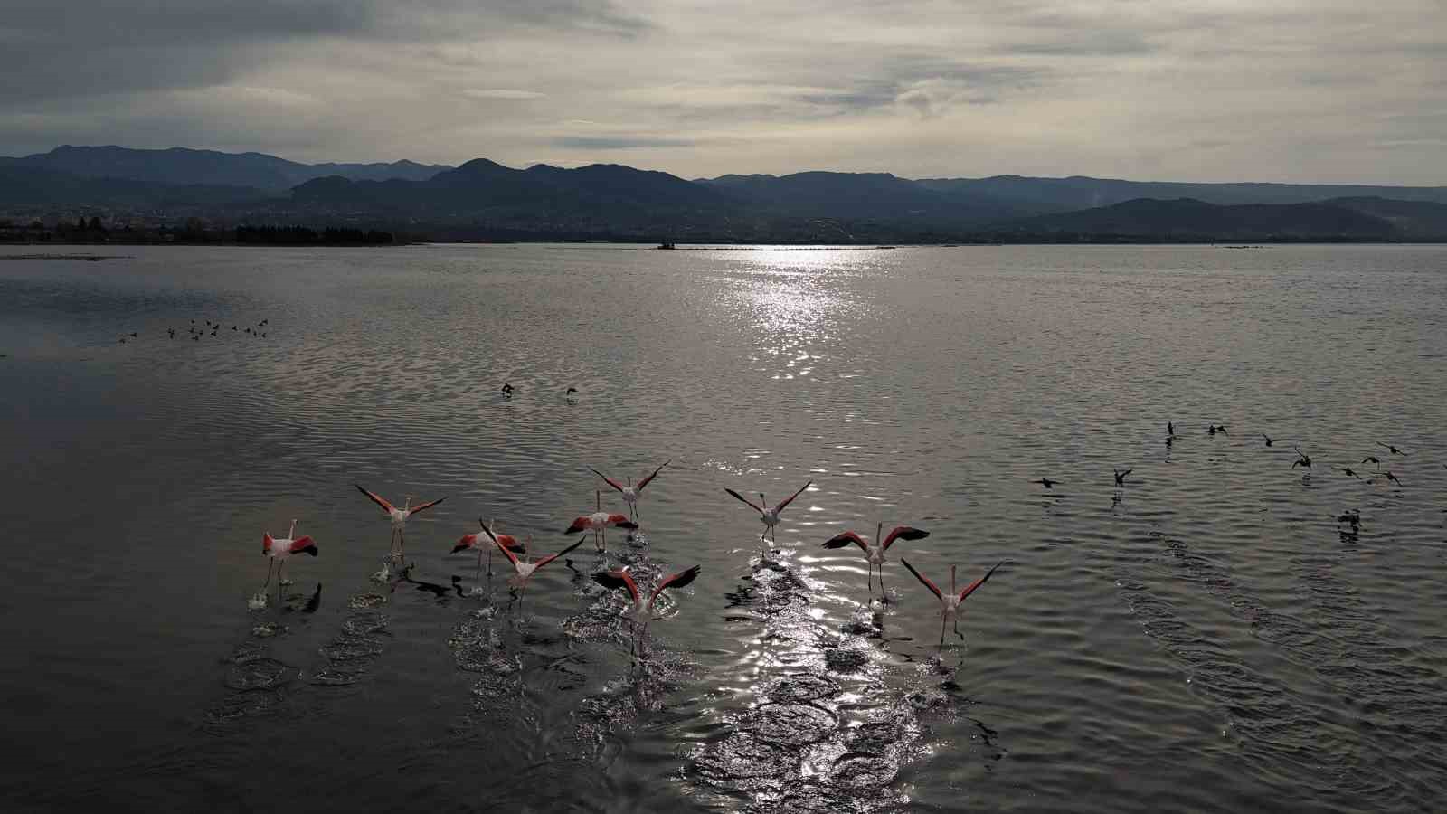 İzmit Körfezi’ne flamingo akını, sayıları katlandı
