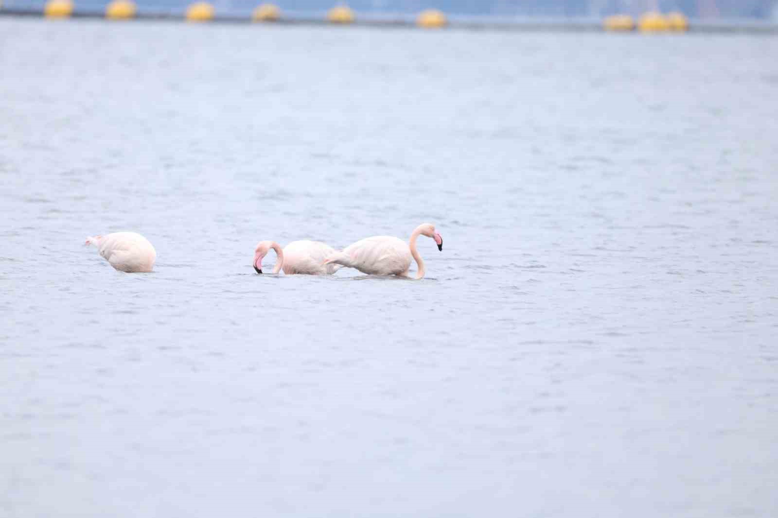 İzmit Körfezi’nin zarif misafirleri şenlikte görüntülendi
