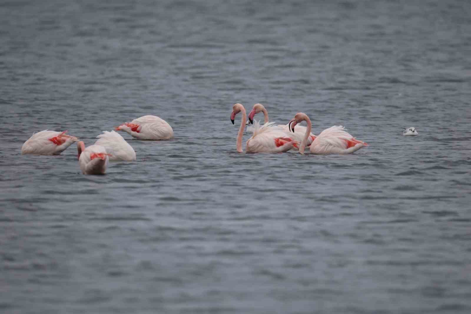 İzmit Körfezi’nin zarif misafirleri şenlikte görüntülendi
