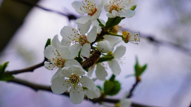İznik çiçek bahçesine büründü
