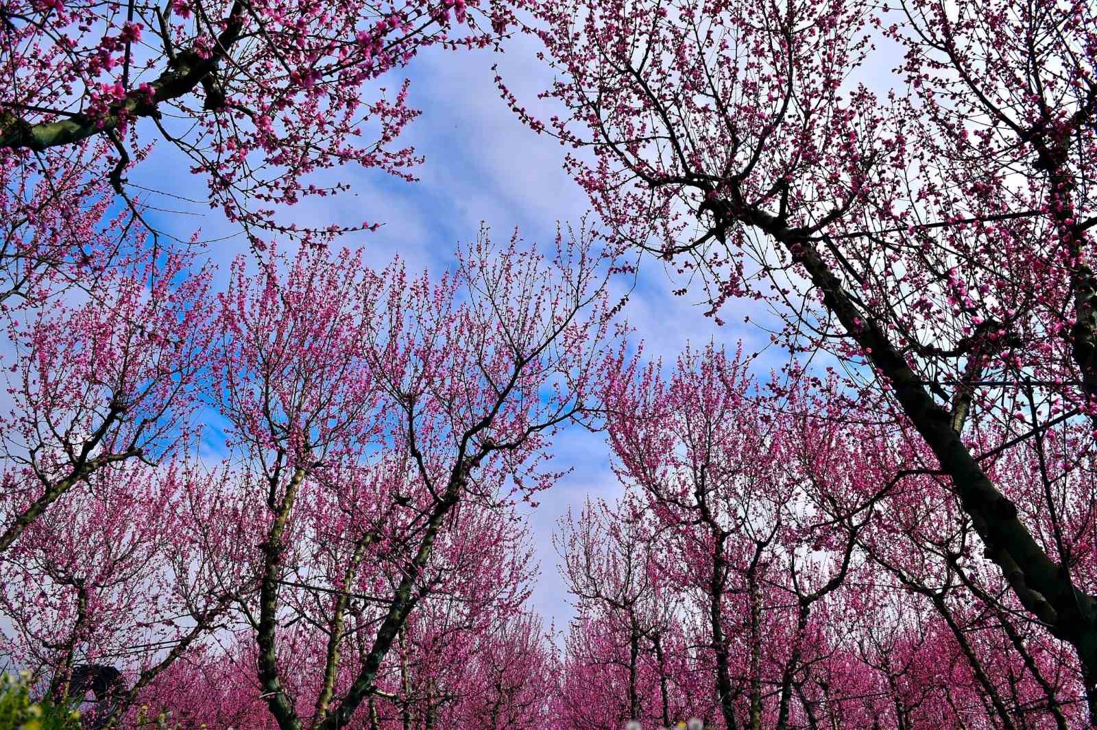 İznik Ovası’nda bahar şöleni : Şeftali bahçeleri kartpostallık görüntüler oluşturdu
