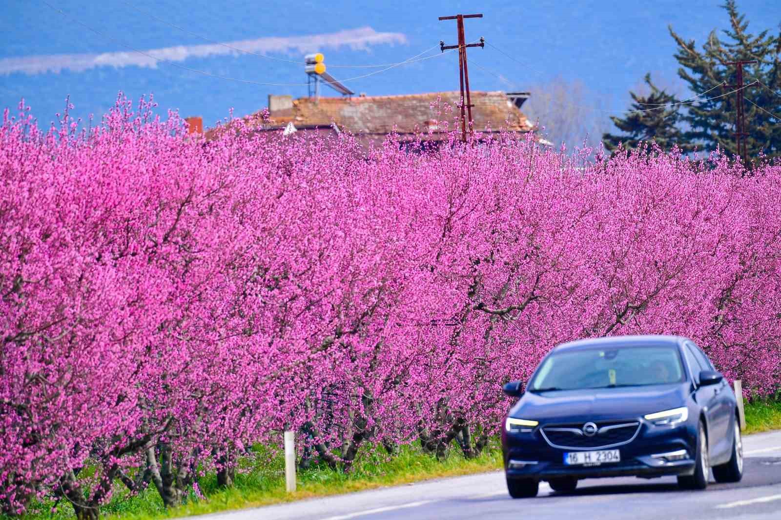 İznik Ovası’nda bahar şöleni : Şeftali bahçeleri kartpostallık görüntüler oluşturdu
