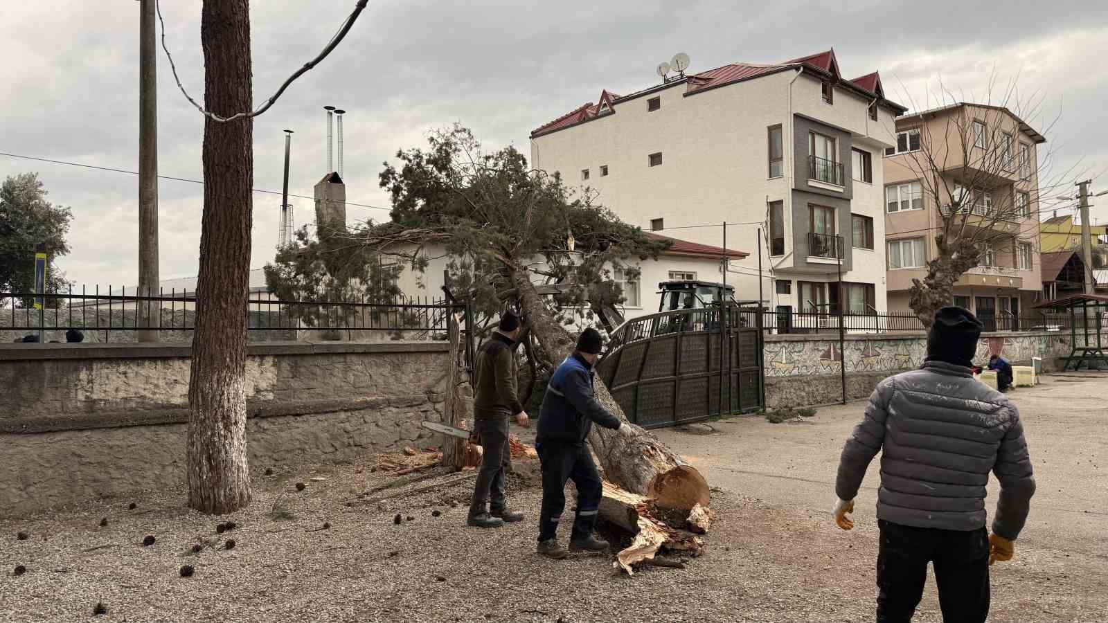 İznik’te okulların tatil olması faciayı önledi..Dev ağaç okul bahçesine devrildi
