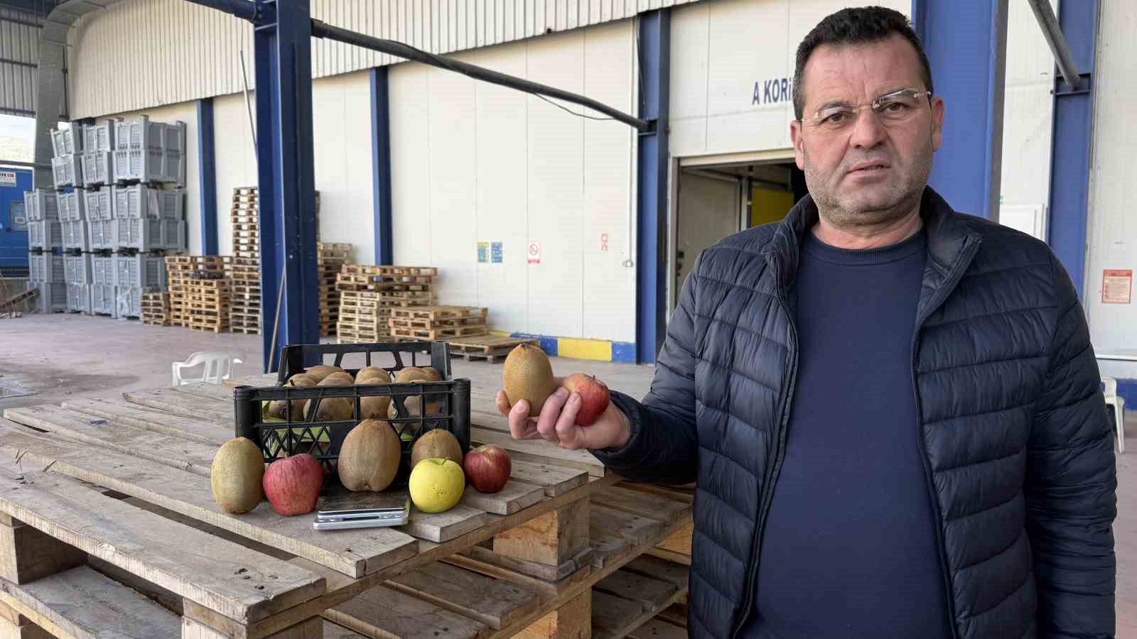 İznik’te yetiştirilen dev kiviler ağırlıklarıyla rekor kırdı, Avrupa pazarının dikkatini çekti
