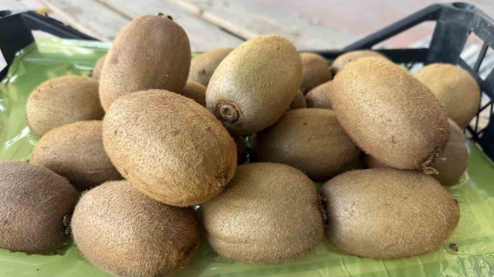 İznik’te yetiştirilen dev kiviler ağırlıklarıyla rekor kırdı, Avrupa pazarının dikkatini çekti
