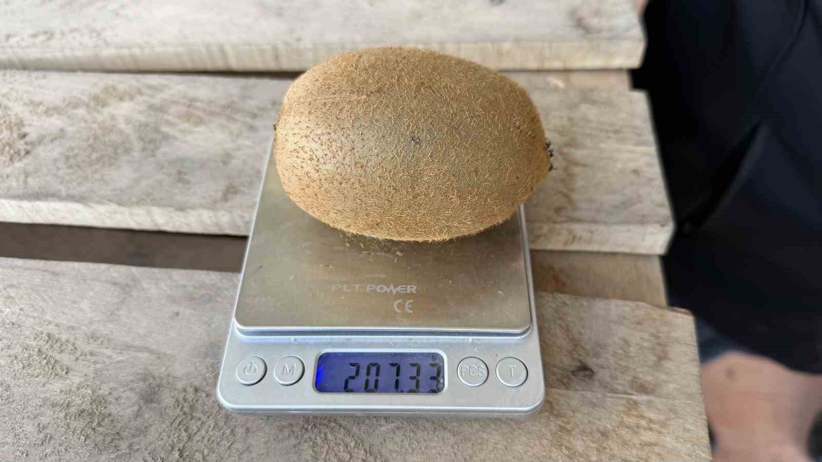 İznik’te yetiştirilen dev kiviler ağırlıklarıyla rekor kırdı, Avrupa pazarının dikkatini çekti
