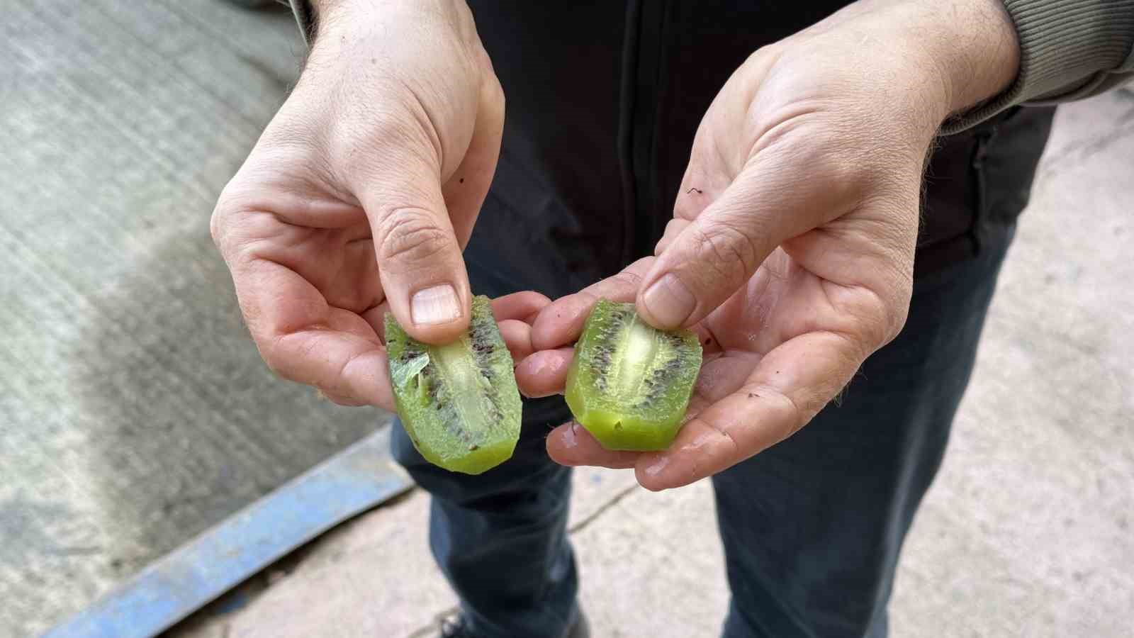 İznik’te yetiştirilen dev kiviler ağırlıklarıyla rekor kırdı, Avrupa pazarının dikkatini çekti
