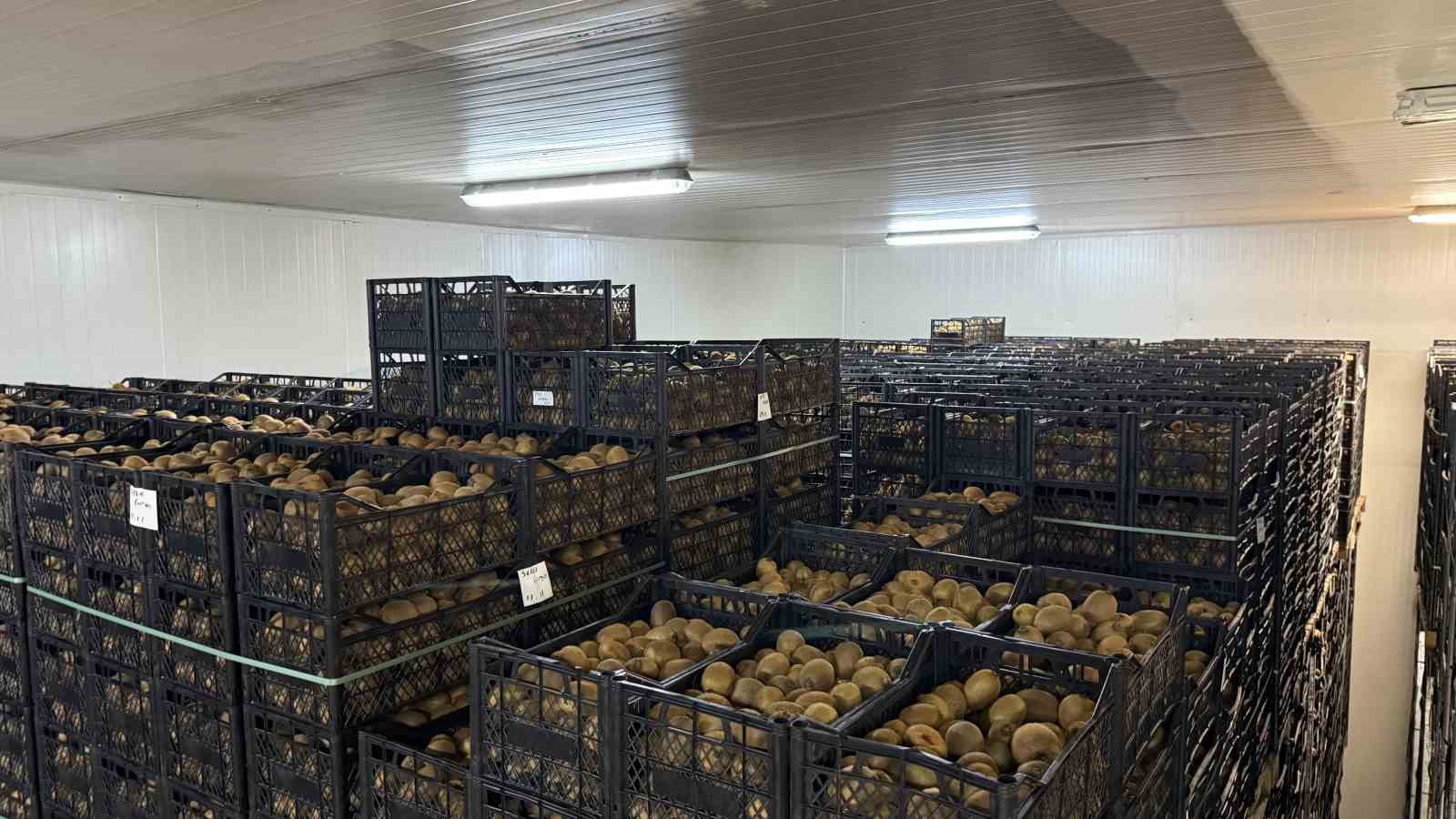 İznik’te yetiştirilen dev kiviler ağırlıklarıyla rekor kırdı, Avrupa pazarının dikkatini çekti
