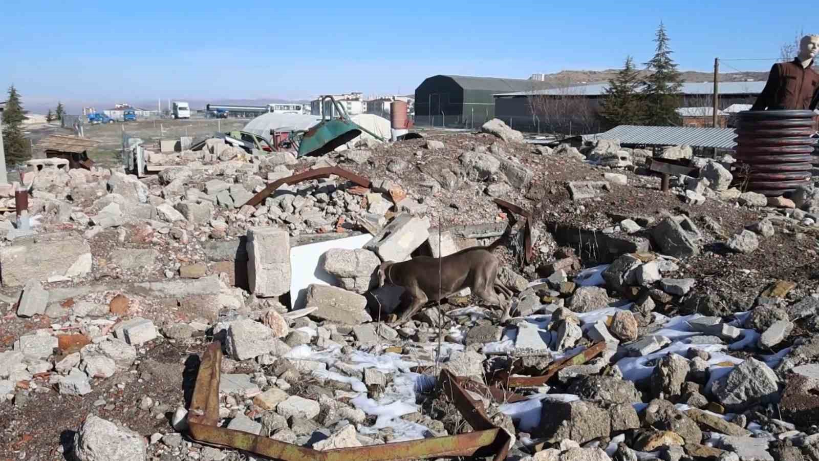 JAKEM’de deprem sonrası umut arayan patiler
