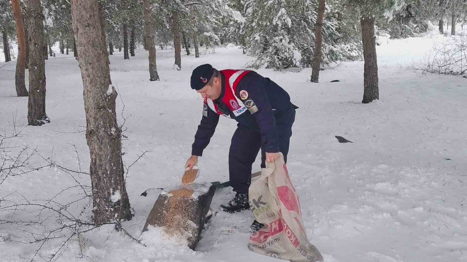 Jandarma ekipleri doğadaki canlıları unutmadı
