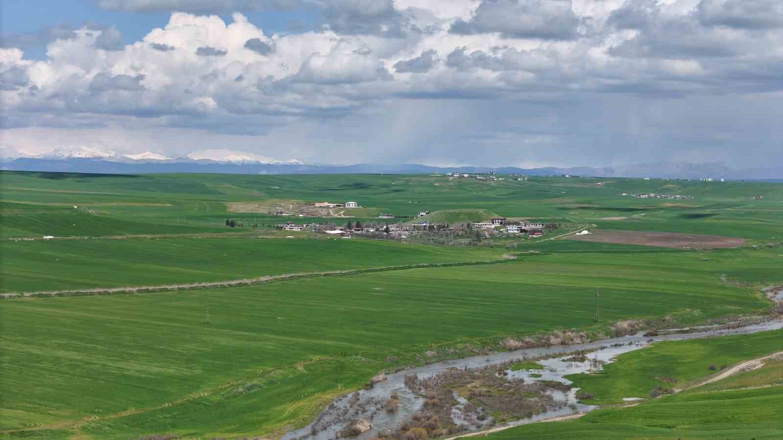 Jandarma eşliğinde ektiği 250 dönüm tarla iddiaya göre akrabaları tarafından ilaçlanarak kurutuldu
