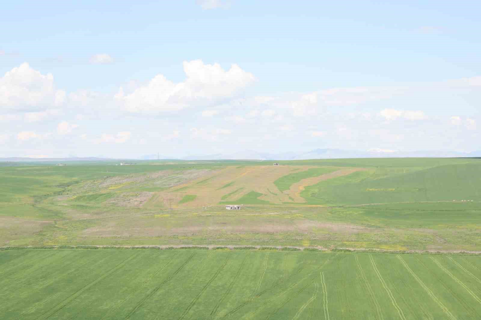 Jandarma eşliğinde ektiği 250 dönüm tarla iddiaya göre akrabaları tarafından ilaçlanarak kurutuldu
