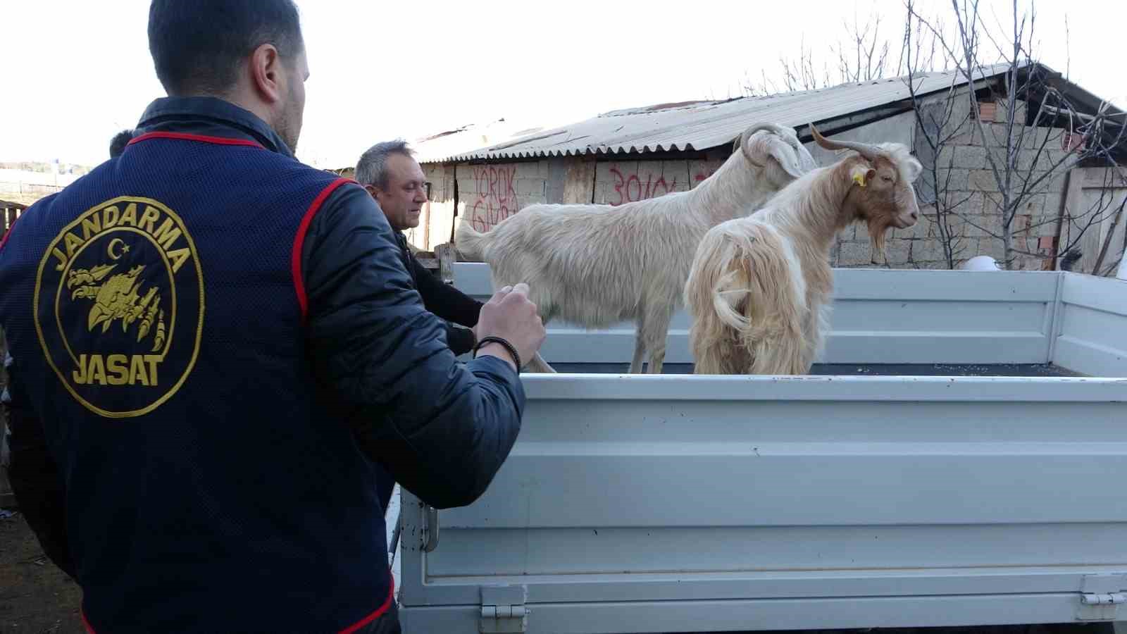 Jandarma kayıp 5 koyun için 3 iş yeri ve 9 meskene ait toplam 24 saatlik güvenlik kamerasını saniye saniye inceledi
