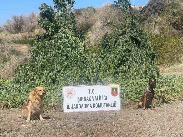 Jandarmadan 2025’te uyuşturucuya tavizsiz savaş
