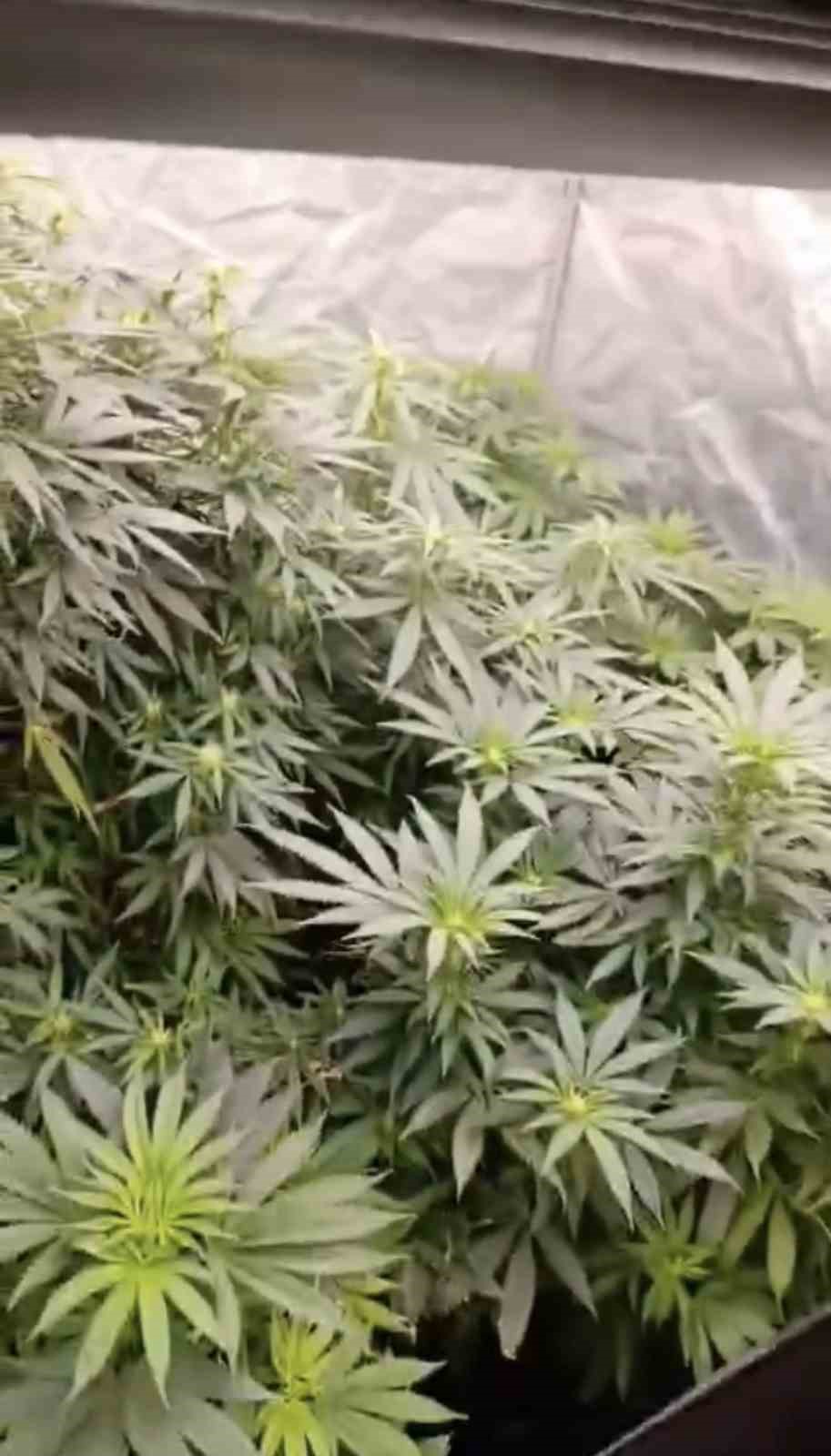 Jandarmadan evde kenevir operasyonu
