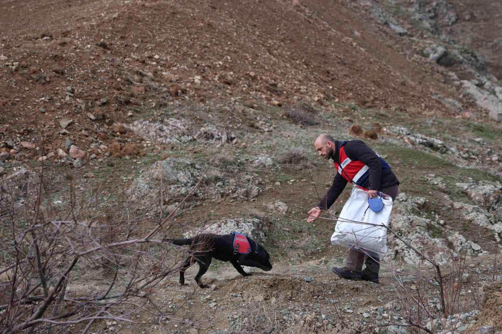 Jandarmanın iz takip köpeği "Salkım" kayıp şahıs için sahada
