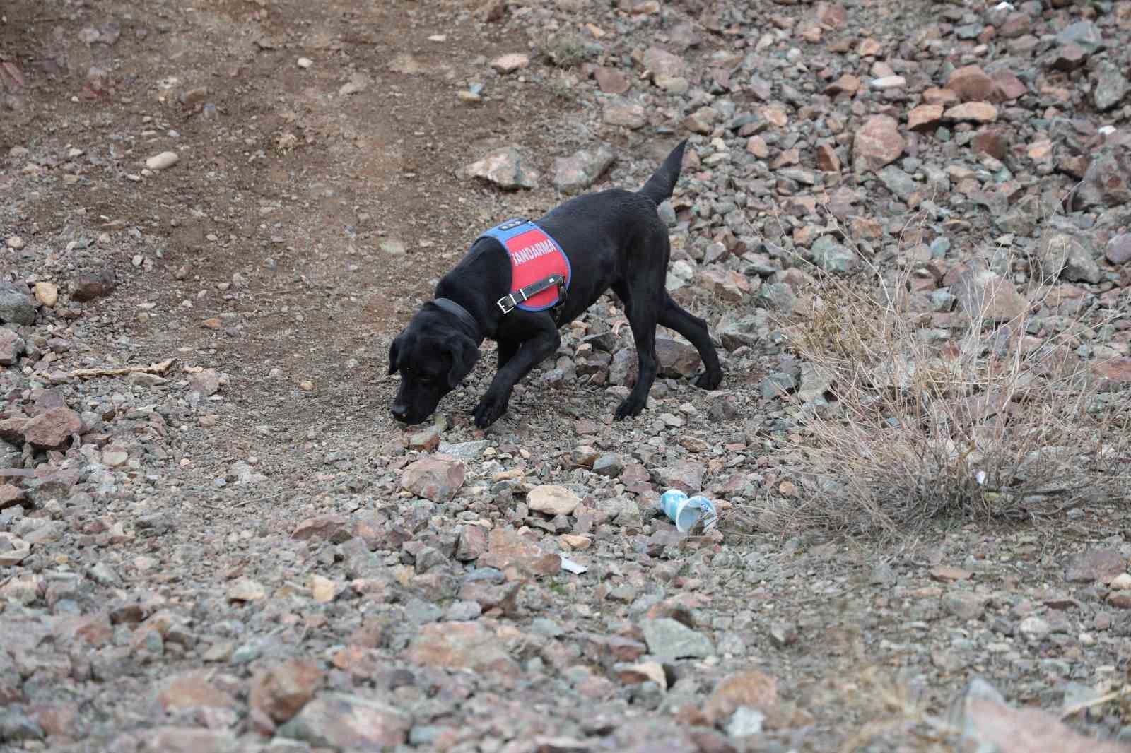 Jandarmanın iz takip köpeği "Salkım" kayıp şahıs için sahada
