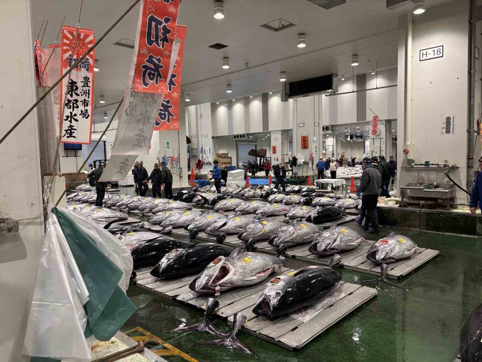 Japonya’daki balık mezatında dev orkinos 3,2 milyon dolara satıldı
