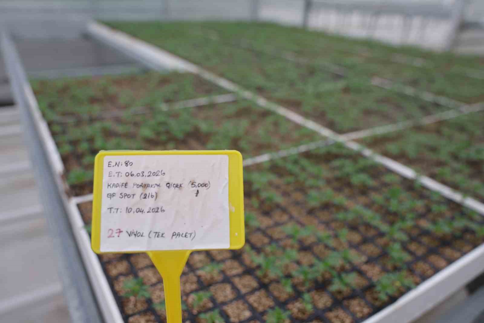 Jeotermal tesiste üretilen çiçekler, kentin renklenmesinde önemli rol alıyor
