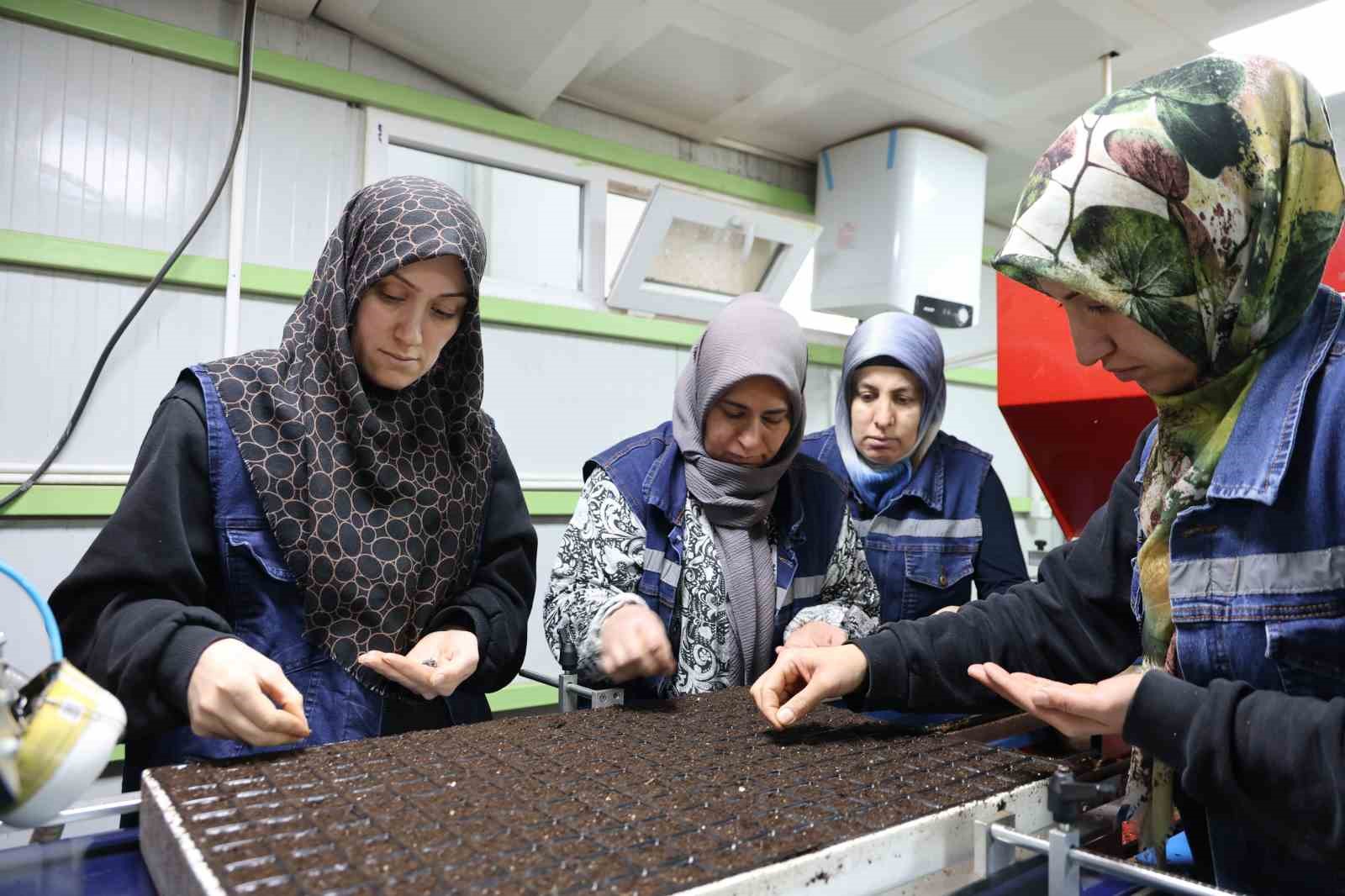 Jeotermal tesiste üretilen çiçekler, kentin renklenmesinde önemli rol alıyor
