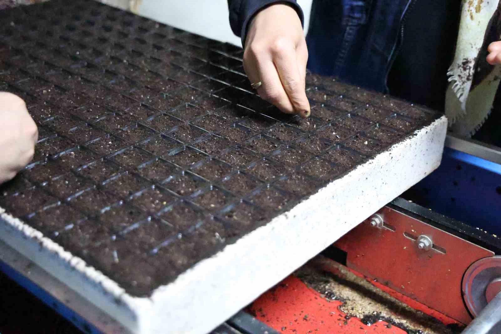 Jeotermal tesiste üretilen çiçekler, kentin renklenmesinde önemli rol alıyor
