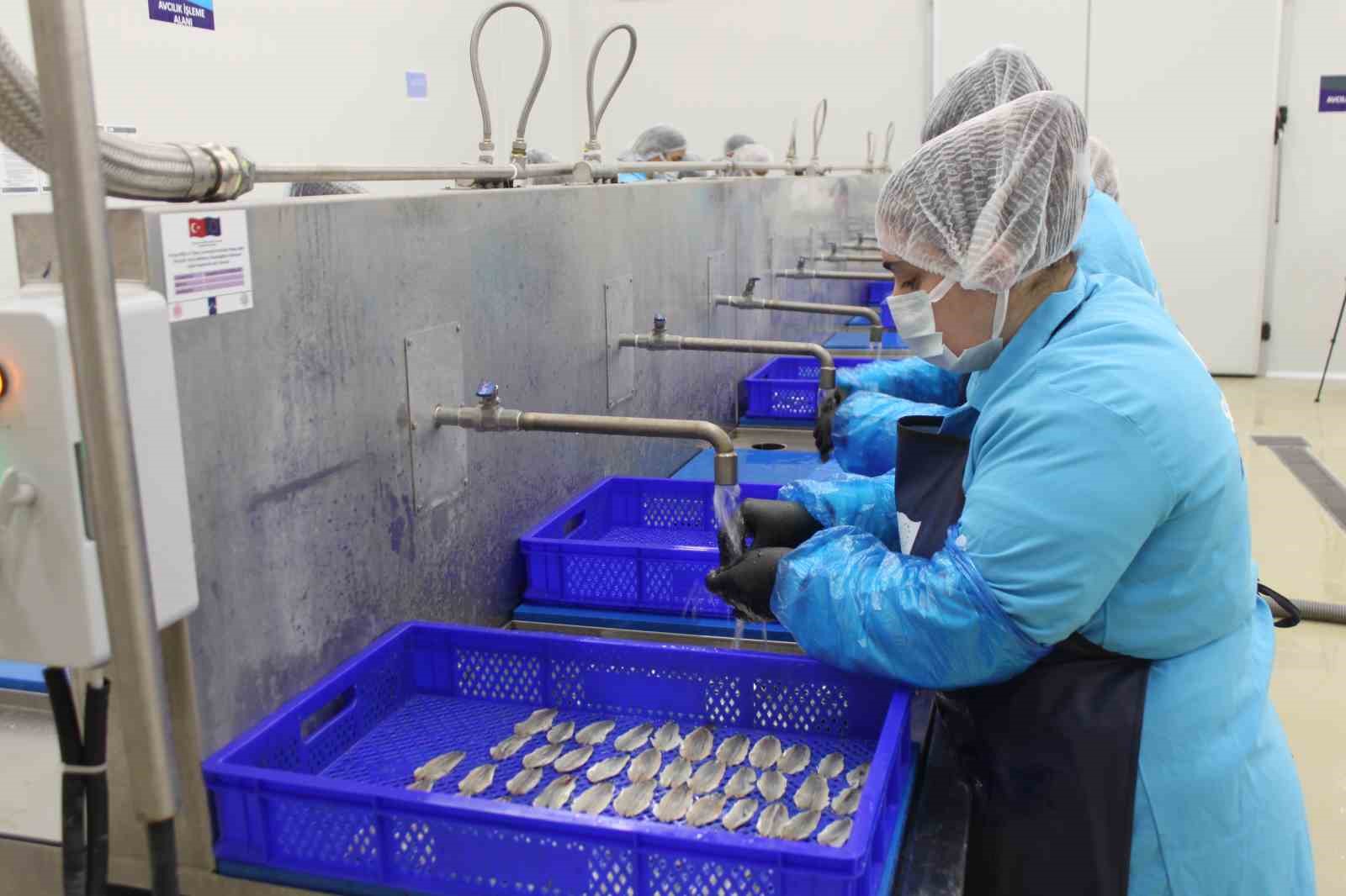 Kadın emeğiyle yükselen değer: Sinop lakerdası markalaşma yolunda
