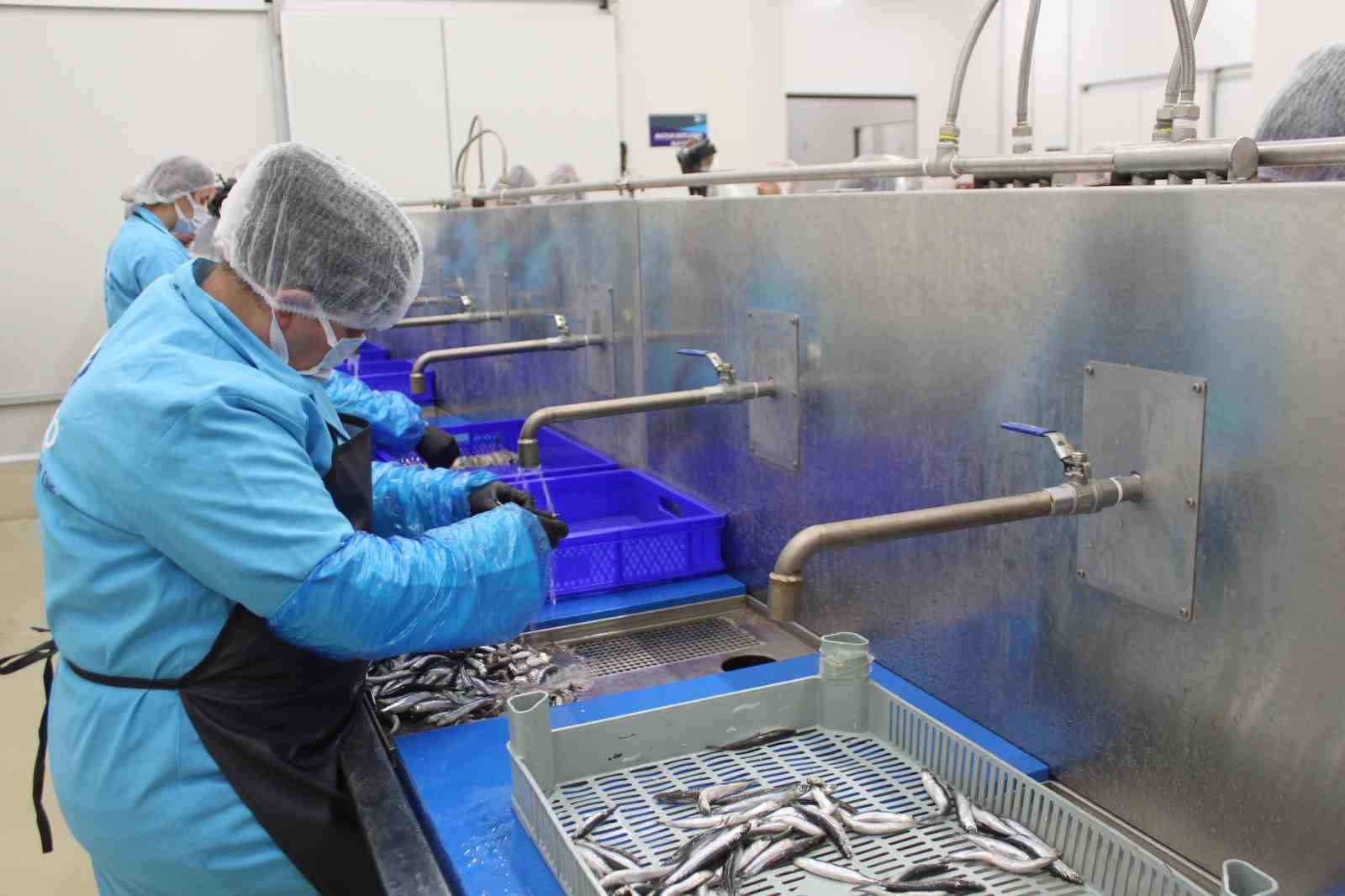 Kadın emeğiyle yükselen değer: Sinop lakerdası markalaşma yolunda
