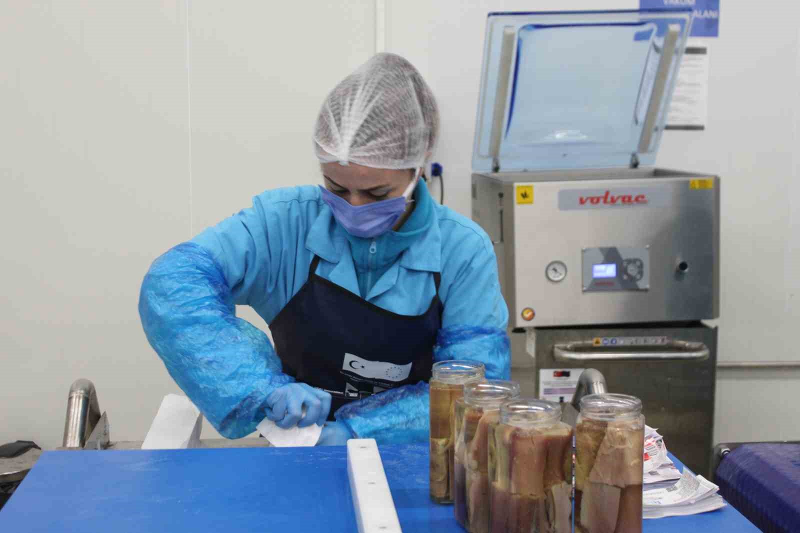 Kadın emeğiyle yükselen değer: Sinop lakerdası markalaşma yolunda
