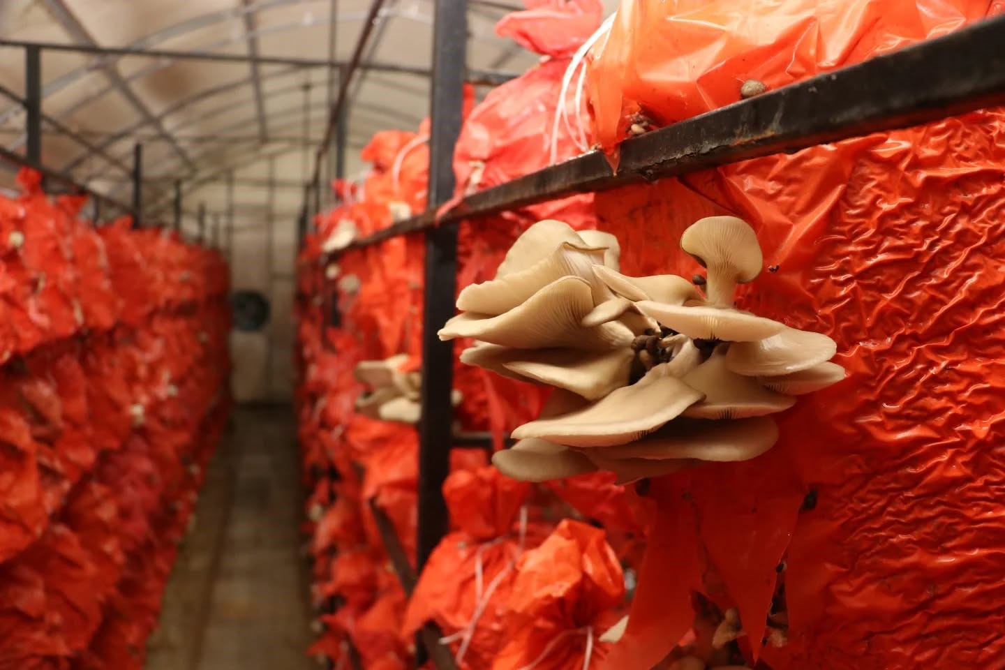 Kadın üreticiler, istiridye mantarından turşu ve köfte yaptı
