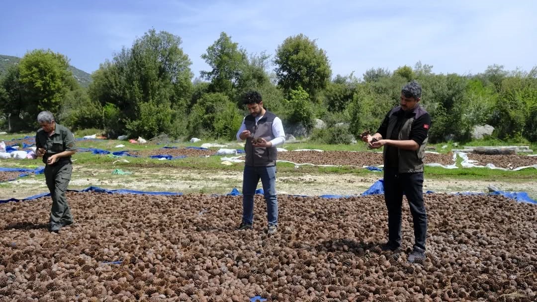 Kahramanmaraş’ta kızılçam tohumları sahaya hazırlanıyor
