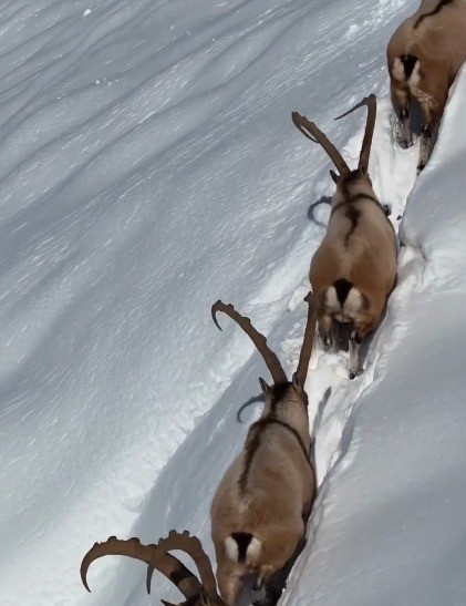 Kahramanmaraş’ta yaban keçileri görüntülendi
