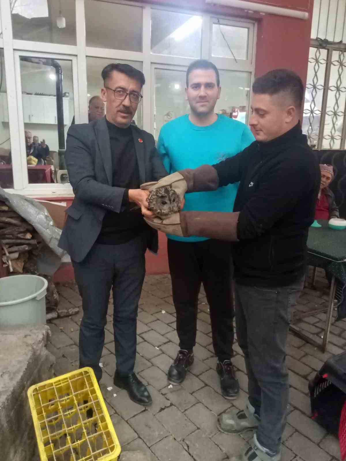 Kahvehane camına çarpan baykuş rehabilitasyona alındı
