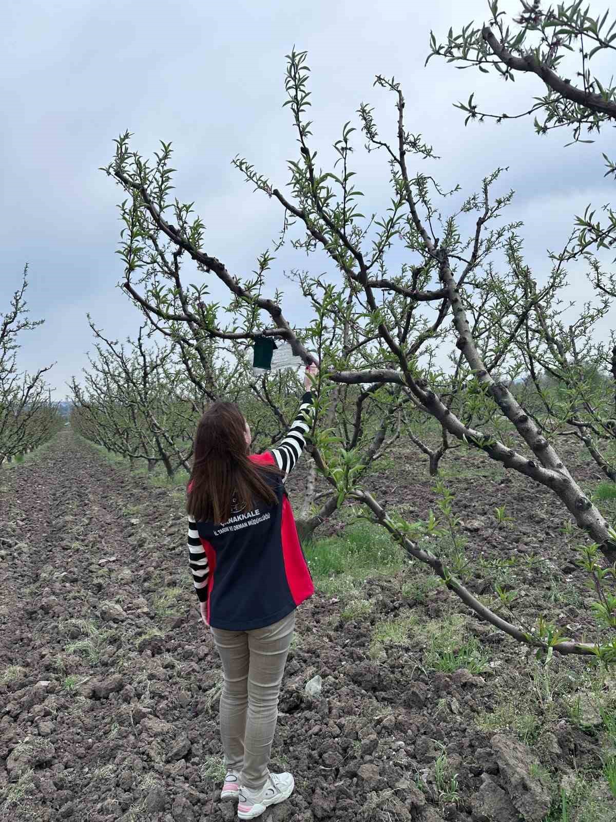 Kahverengi kokarca için tuzak takip çalışması
