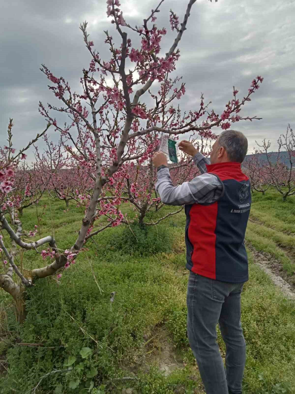 Kahverengi kokarca için tuzak takip çalışması
