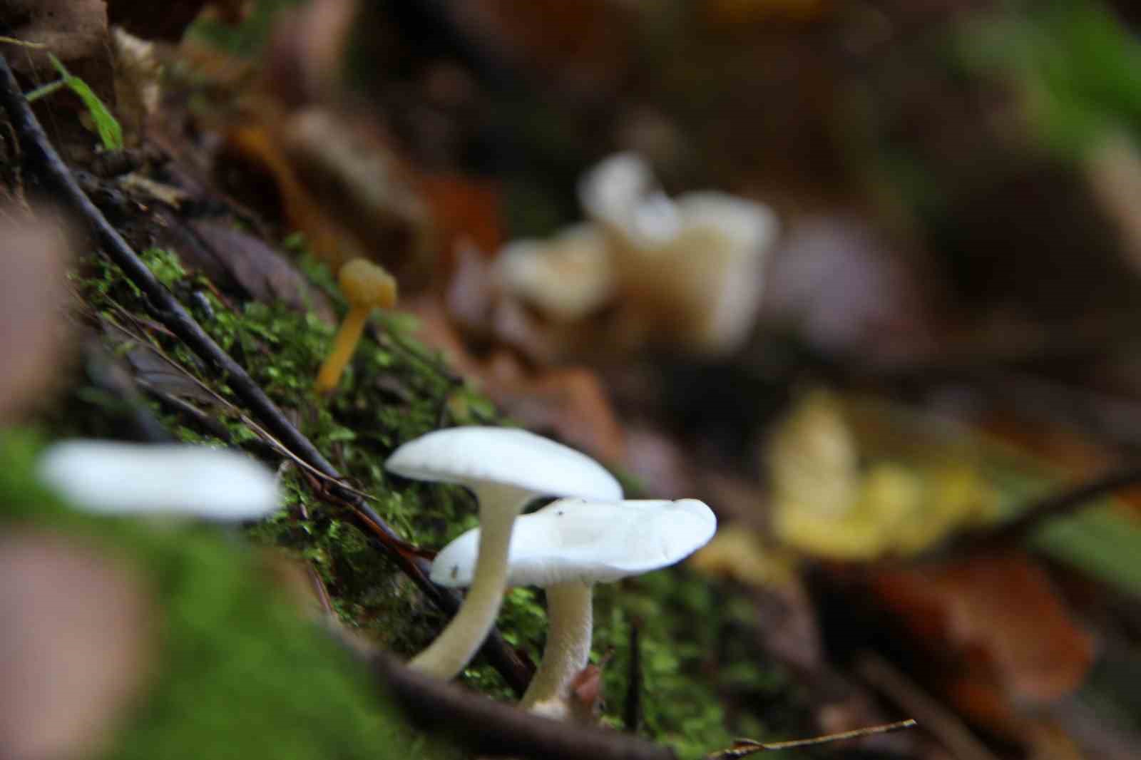 Kahverengi kokarcaya karşı mücadelede zehirli mantarlardan yararlanılacak
