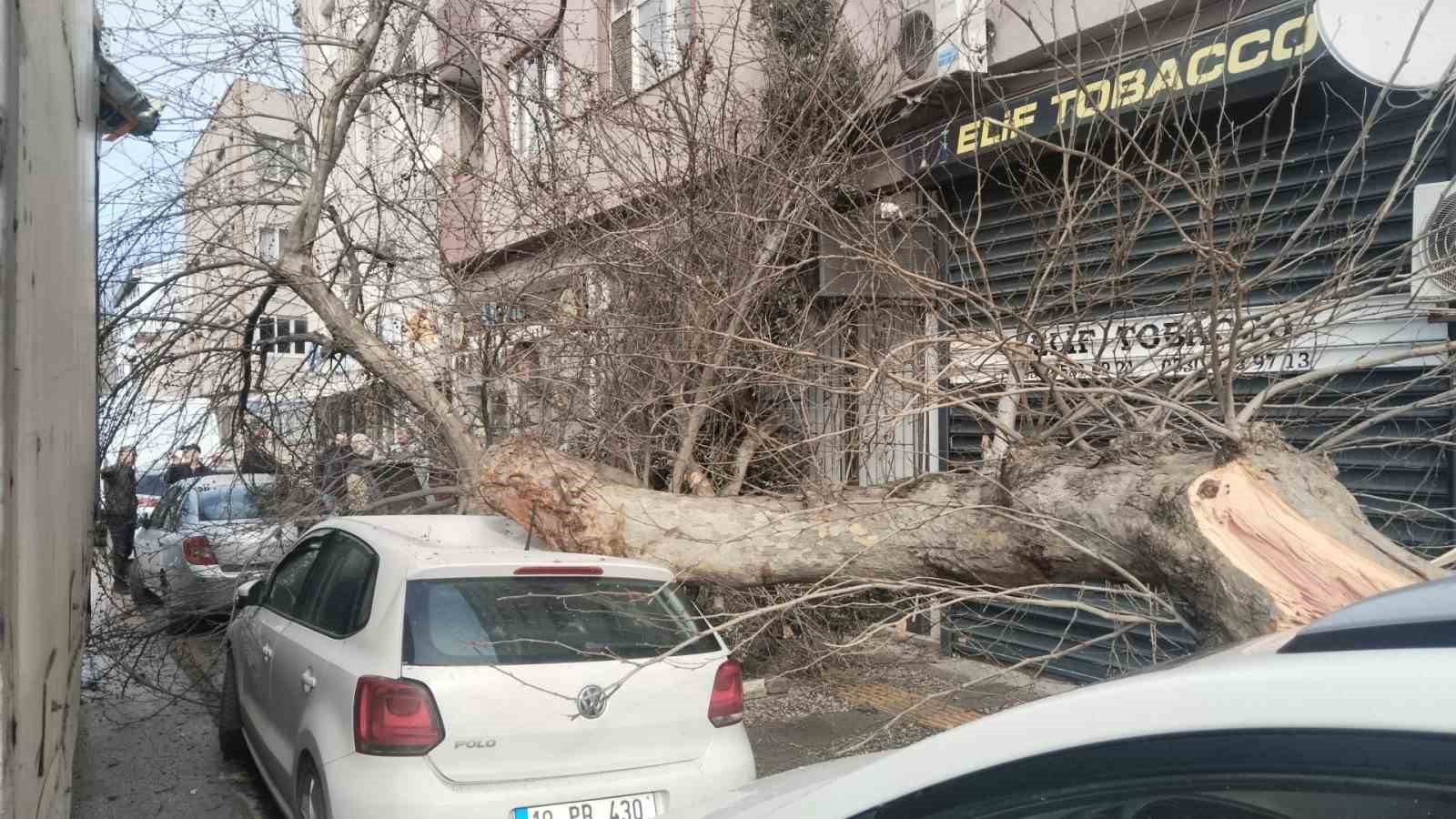 Kamyon çarptı, çınar ağacı araçların üzerine devrildi
