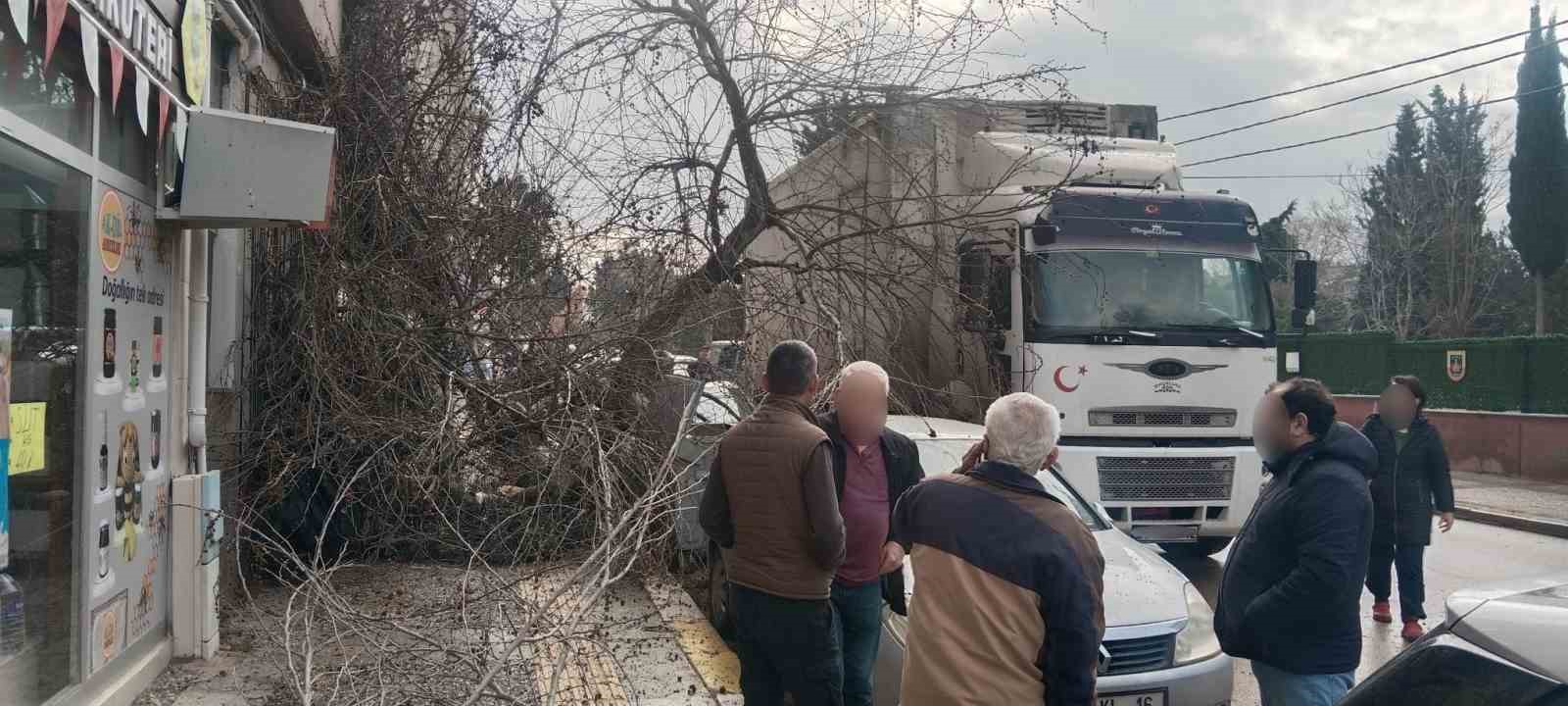 Kamyon çarptı, çınar ağacı araçların üzerine devrildi
